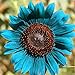 Foto 50 Stück Sonnenblumenkerne zum Pflanzen, Pflanzen im Frühling Sonnenschein bevorzugen blaue Blume Umweltfreundliche Sonnenblumenkerne für Küche, Garten und Balkon – Sonnenblumenkerne neu Bestseller 2024-2023