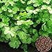 Foto Voldrew Semillas de cilantro, 50pcs Semillas de cilantro No-GMO Anual anual de hierbas rápidas de crecimiento rápido para exteriores Semillas nuevo éxito de ventas 2024-2023