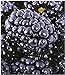Foto BALDUR Garten Brombeeren 'Big Max XXL'®, 1 Pflanze, Rubus fruticosus neu Bestseller 2024-2023