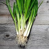 250+ Seeds of White Tokyo Long Bunching Onion, Allium fistulosum, Non-GMO, Untreated, Open Pollinated, Japanese Heirloom Seeds Photo, bestseller 2024-2023 new, best price $6.99 review