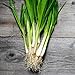 Photo 250+ Seeds of White Tokyo Long Bunching Onion, Allium fistulosum, Non-GMO, Untreated, Open Pollinated, Japanese Heirloom Seeds new bestseller 2024-2023