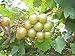 Photo Pixies Gardens Tara Muscadine Grape Vine Shrub Live Fruit Plant for Planting - Bronze Colored Quality Fruit On Fast Growing (1 Gallon - Set of 2 Potted) new bestseller 2024-2023