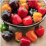 Mini Belle Mix Sweet Peppers Seeds (20+ Seeds) | Non GMO | Vegetable Fruit Herb Flower Seeds for Planting | Home Garden Greenhouse Pack Photo, bestseller 2024-2023 new, best price $3.69 ($0.18 / Count) review