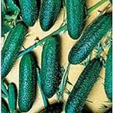 Cool Breeze Cucumbers Seeds (20+ Seeds) | Non GMO | Vegetable Fruit Herb Flower Seeds for Planting | Home Garden Greenhouse Pack Photo, bestseller 2024-2023 new, best price $3.69 ($0.18 / Count) review