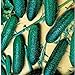 Photo Cool Breeze Cucumbers Seeds (20+ Seeds) | Non GMO | Vegetable Fruit Herb Flower Seeds for Planting | Home Garden Greenhouse Pack new bestseller 2024-2023