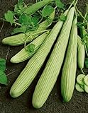 David's Garden Seeds Cucumber Slicing Armenian Yard Long 9184 (Green) 25 Non-GMO, Heirloom Seeds Photo, bestseller 2024-2023 new, best price $4.45 review