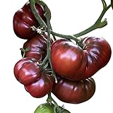 Tomate - Black Krim 10 Samen -Super süße dunkle Fleischtomate- Foto, Bestseller 2024-2023 neu, bester Preis 2,49 € Rezension