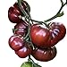 Foto Tomate - Black Krim 10 Samen -Super süße dunkle Fleischtomate- neu Bestseller 2022-2021