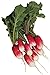 Photo Burpee French Breakfast Organic Radish Seeds 325 seeds new bestseller 2024-2023