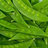 Mammoth Melting Sugar Pod Snow Pea Garden Seeds - 1 Lbs ~1,800 Seeds - Non-GMO, Heirloom Vegetable Gardening & Microgreens Seeds Photo, bestseller 2024-2023 new, best price $16.15 ($0.01 / Count) review
