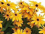 Black Eyed Susan Seeds - Rudbeckia Hirta - Attracts Butterflies Non GMO 10,000 Seeds Photo, bestseller 2024-2023 new, best price $4.48 review