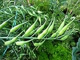 Rat-Tailed Radish Seeds - An Extremely Old Heirloom Variety,From Eastern Asia.(200 Seeds) Photo, bestseller 2024-2023 new, best price $8.83 review
