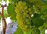 Heirloom 50 Seeds Green Grape Fruit Vine Vitis Vinifera Seeds Photo, bestseller 2024-2023 new, best price $3.00 review
