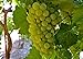 Photo Heirloom 50 Seeds Green Grape Fruit Vine Vitis Vinifera Seeds new bestseller 2023-2022