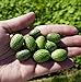 Photo Thumb Watermelon Seeds for Planting-300 Seeds new bestseller 2024-2023