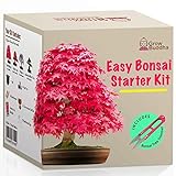 Züchte dein eigenes Bonsai - Züchte einfach 4 Arten von Bonsai-Bäumen mit unserem kompletten, anfängerfreundlichen Starter-Samen-Set - Geschenk set, Einzigartige Geschenkidee Foto, Bestseller 2024-2023 neu, bester Preis 16,95 € Rezension