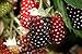 Photo Hello Organics Boysenberry Plants Original Price Includes Four (4) Plants new bestseller 2024-2023