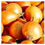 250 Utah Yellow Sweet Spanish Onion Seeds | Non-GMO | Fresh Garden Seeds | Instant Latch Photo, bestseller 2024-2023 new, best price $6.95 review