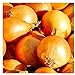 Photo 250 Utah Yellow Sweet Spanish Onion Seeds | Non-GMO | Fresh Garden Seeds | Instant Latch new bestseller 2023-2022