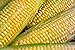 Photo Peaches & Cream Sweet Corn Non-GMO Seeds - 4 Oz, 500 Seeds - by Seeds2Go new bestseller 2024-2023