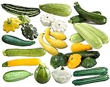 This is a Mix!!! 50+ Zucchini and Squash Mix Seeds 12 Varieties Non-GMO Delicious Grown in USA. Rare, Super Profilic Photo, bestseller 2024-2023 new, best price $6.79 ($0.14 / Count) review