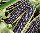 David's Garden Seeds Corn Dent Blue Hopi 3448 (Blue) 50 Non-GMO, Heirloom Seeds Photo, bestseller 2024-2023 new, best price $4.45 review