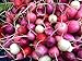 Photo Radish Easter Rainbow Mix Seeds Choose Your Packet Size Easy Grow Heirloom Microgreens and Sprouting bin286 (250 Seeds) new bestseller 2024-2023