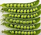 Pea Seed, Sugar Daddy, Heirloom, Non GMO, 20 Seeds, Perfect Peas Photo, bestseller 2024-2023 new, best price $1.99 review