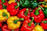 Bell Pepper, California Wonder Pepper Seeds, Heirloom, 25 Seeds, Delicious Large Peppers Photo, bestseller 2024-2023 new, best price $1.99 ($0.08 / Count) review