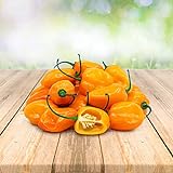Habanero Orange 25 x Samen aus Portugal 100% Natürlich ohne Chemische Anzuchthilfe oder Gentechnik Foto, Bestseller 2024-2023 neu, bester Preis 2,99 € (2,99 € / stück) Rezension