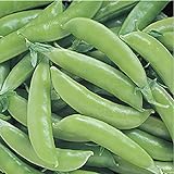 David's Garden Seeds Pea Snap Super Sugar 4736 (Green) 100 Non-GMO, Open Pollinated Seeds Photo, bestseller 2024-2023 new, best price $4.45 review