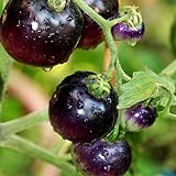 Tomato Schwarze ''Black Pirat'' 25 x Samen aus Portugal 100% Natursamen ohne chemische Anzuchthilfen oder Gentechnik Foto, Bestseller 2024-2023 neu, bester Preis 2,99 € (299,00 € / kg) Rezension