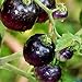 Foto Tomato Schwarze ''Black Pirat'' 25 x Samen aus Portugal 100% Natursamen ohne chemische Anzuchthilfen oder Gentechnik neu Bestseller 2024-2023