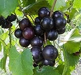 Cutdek 20 Seeds Muscadine Grape Vitis rotundifolia E165, Great Home Orchards Photo, bestseller 2024-2023 new, best price $18.99 review
