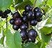 Photo Cutdek 20 Seeds Muscadine Grape Vitis rotundifolia E165, Great Home Orchards new bestseller 2023-2022