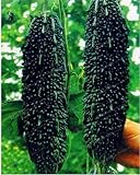 Black Bitter Melon Seeds for Planting, 10 Seeds - Dark Jade Bitter Melon - Ships from Iowa, USA Photo, bestseller 2024-2023 new, best price $9.96 ($0.20 / Count) review