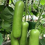S-pone 20+ Long Bottle Gourd Seeds Edible Asian Indian Opo Squash Dudi Calabash Long Melon Photo, bestseller 2024-2023 new, best price $9.00 review
