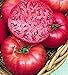 Photo Pink Ponderosa Heirloom Tomato Seeds - Large Tomato - One of The Most Delicious Tomatoes for Home Growing, Non GMO - Neonicotinoid-Free. new bestseller 2024-2023