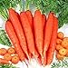 Foto Frische Fruchtsamen mit 30Pcs Karottensamen Garten Bonsai Leckere pflanzliche Ernährung Obstpflanzen zum Pflanzen Garten Hof Home Landschaftsbau neu Bestseller 2024-2023