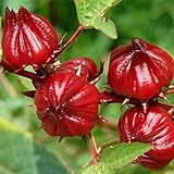 Red Roselle Seeds (Hibiscus sabdariffa) Packet of 50 Seeds Photo, bestseller 2024-2023 new, best price $7.97 ($0.16 / Count) review