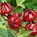 Photo Red Roselle Seeds (Hibiscus sabdariffa) Packet of 50 Seeds new bestseller 2024-2023