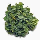 Broccoli Raab Seeds, Rapini, Heirloom, Non GMO, 100 Seeds, Delicious a Culinary Delight Photo, bestseller 2024-2023 new, best price $2.99 review