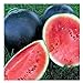 Photo 25 Black Diamond Watermelon Seeds | Non-GMO | Heirloom | Instant Latch Garden Seeds new bestseller 2023-2022