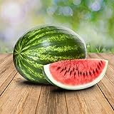 Wassermelon Klondike 25 x Samen - 100% Natursamen, Superfruchtig und Herrlich Erfrischend Foto, Bestseller 2023-2022 neu, bester Preis 2,90 € Rezension