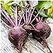 Photo Long Season Lutz Beets Seeds (((50 Seed Packet))) (More Heirloom, Organic, Non GMO, Vegetable, Fruit, Herb, Flower Garden Seeds at Seed King Express) new bestseller 2024-2023