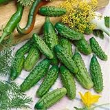 David's Garden Seeds Cucumber Gherkin Parisian 3348 (Green) 50 Non-GMO, Hybrid Seeds Photo, bestseller 2024-2023 new, best price $4.45 review