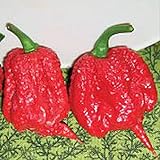 Carolina Reaper Hot Peppers (Red) World's Hottest Pepper Seeds (20+ Seeds) | Non GMO | Vegetable Fruit Herb Flower Seeds for Planting | Home Garden Greenhouse Pack Photo, bestseller 2024-2023 new, best price $6.69 ($0.33 / Count) review