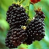 Nueva Negro Rojo Amarillo Frambuesas Semillas de frutas Berry Bush Rubus Jardín 20pcs Foto, éxito de ventas 2024-2023 nuevo, mejor precio 14,99 € revisión