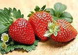 200pcs Giant Strawberry Seeds, Sweet Red Strawberry Garden Strawberry Fruit Seeds, for Garden Planting Photo, bestseller 2024-2023 new, best price $9.90 review