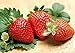 Photo 200pcs Giant Strawberry Seeds, Sweet Red Strawberry Garden Strawberry Fruit Seeds, for Garden Planting new bestseller 2024-2023
